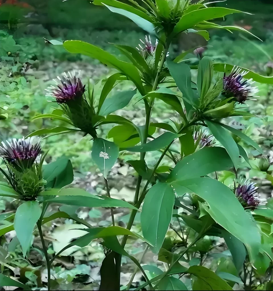 漢方薬の材料・白朮（びゃくじゅつ）の実物写真（緑の葉と紫赤い花・蕾）