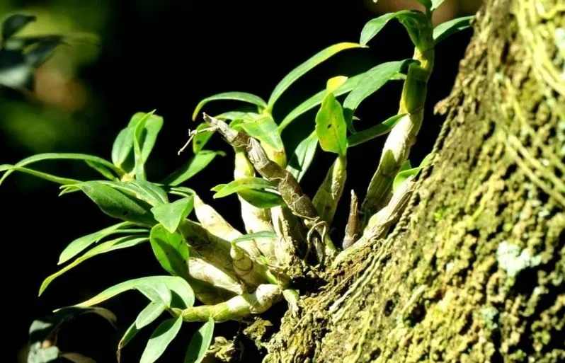 陰虚証の治療に用いる漢方生薬・石斛(せっこく)の植物写真