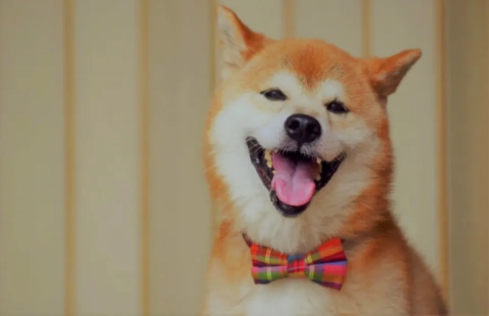 ネクタイ姿の柴犬が阿膠を待つ喜ぶ表情