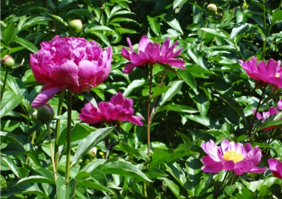 緑の葉に囲まれた赤黒い花弁の芍薬の花。漢方の中品生薬として一般的な病気治療に広く用いられる観賞用としても人気。
