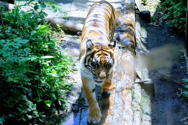 f:id:li-hari:20180711171600j:plain 緑の中を歩く上野動物園の虎