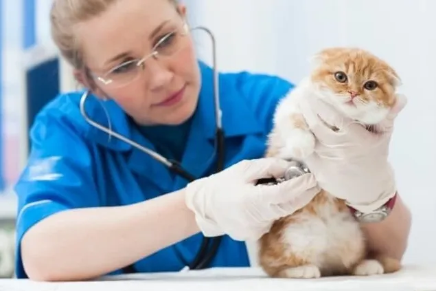 女性獣医師が聴診器で猫を診察。腎不全治療の漢方薬症例のイメージ。