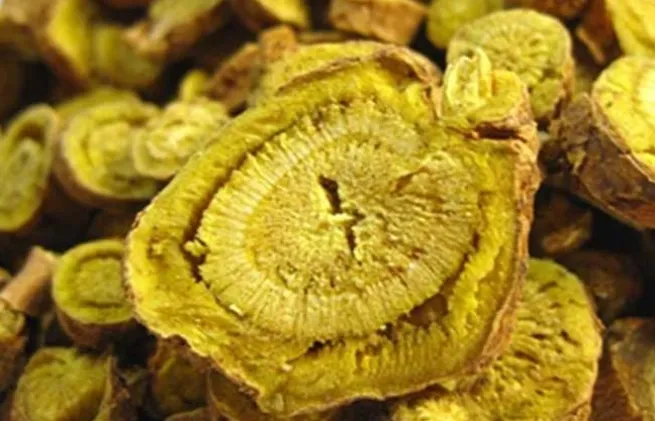 黄芩（おうごん）の生薬。漢方薬の小柴胡湯に使用される植物素材。