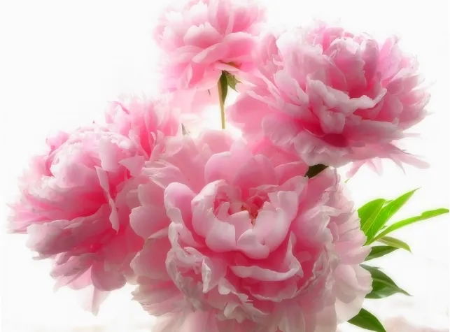 ピンク色の芍薬（しゃくやく）の花。漢方薬の真武湯に使用される生薬の植物。