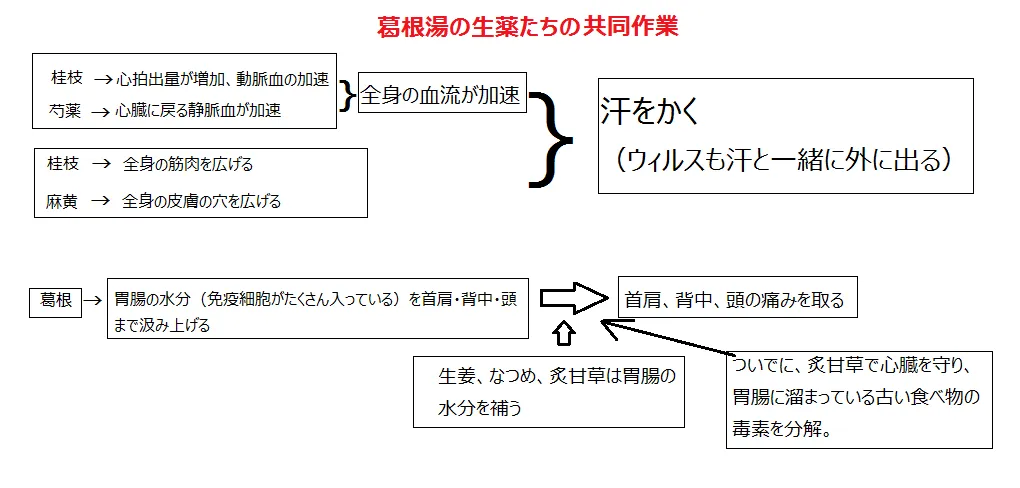 葛根湯の各生薬が協力して風邪を追い出す仕組みの簡易図