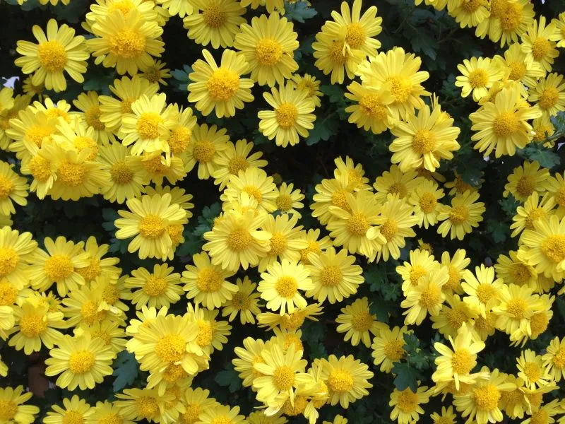 黄色い菊の花が密集して咲く様子を上から撮影した写真