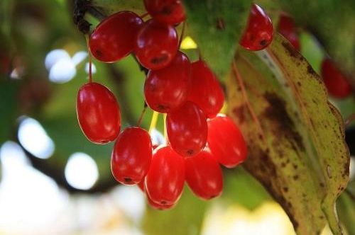 漢方薬の生薬、山萸肉(山茱萸)の実