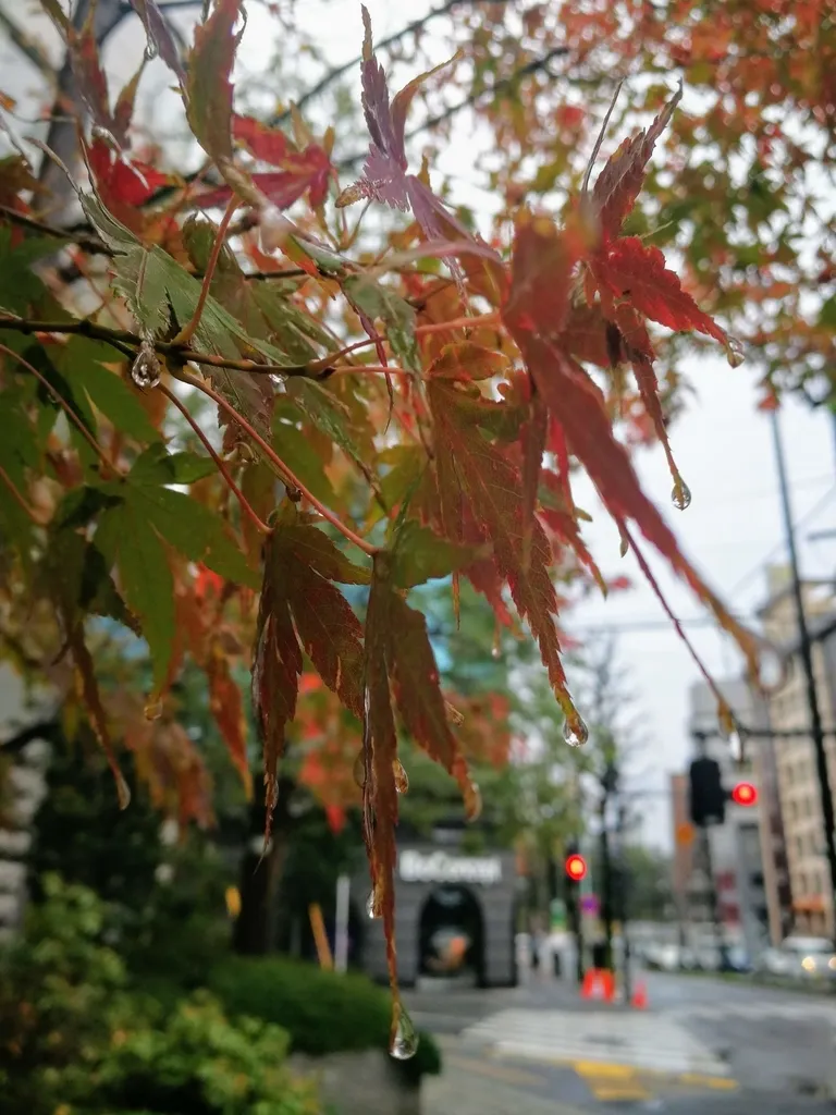 雨に濡れた紅葉の葉に輝く水滴、背景に信号機の秋景色