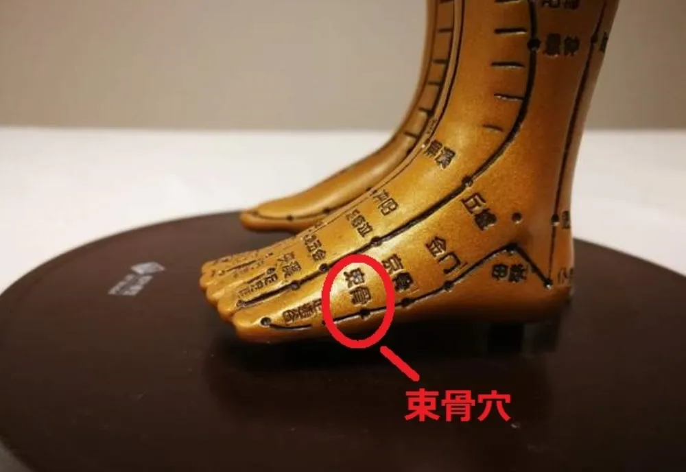 足のツボ模型：束骨穴、膀胱経の兪穴位置を示す鍼灸図