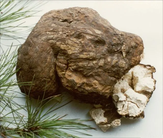 漢方生薬・茯苓（ぶくりょう）の大きな塊　外皮を一部剥がした状態