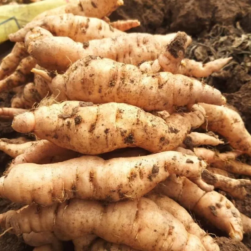 収穫したばかりの生地黄（ショウジオウ）－牛車腎気丸の主薬