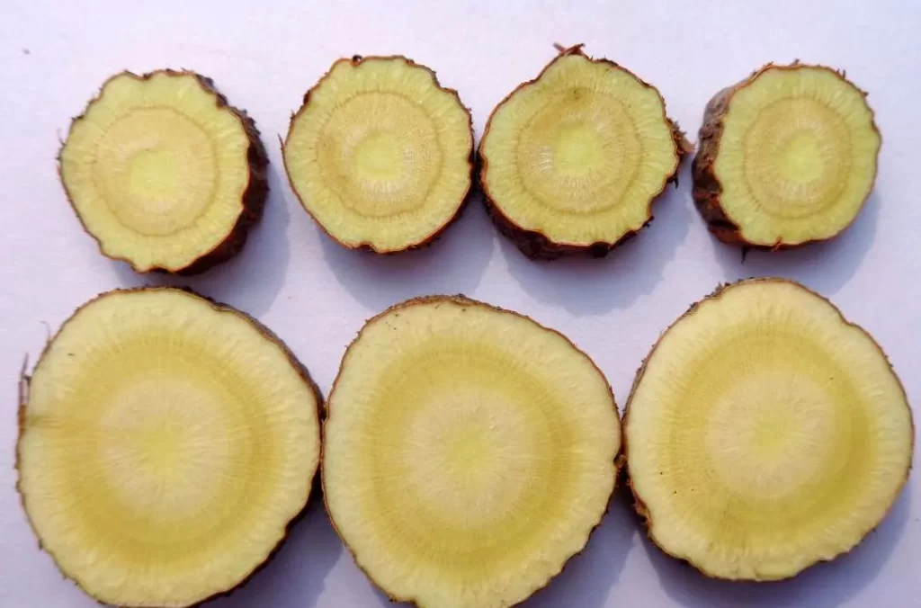 輪切りにされたさまざまな大きさの甘草(かんぞう)のスライスが並んでいる様子。麻黄湯の調和役となる生薬
