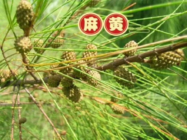 緑の細長い茎と実がついた麻黄(まおう)の植物写真。「麻黄」の文字入り。麻黄湯の主薬で強力な発汗作用を持つ