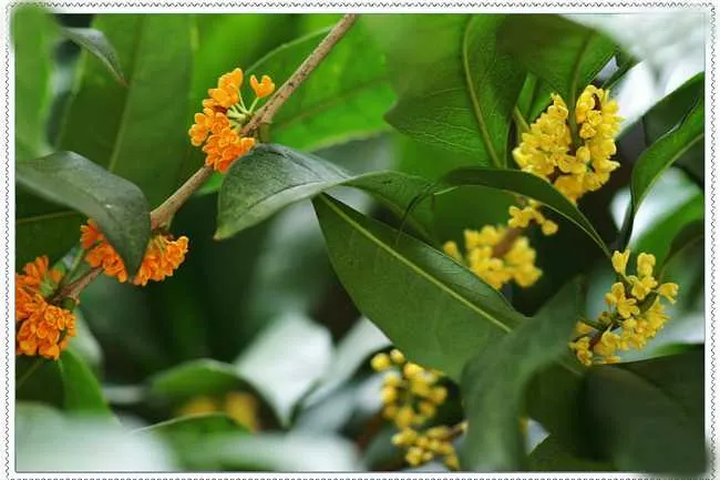桂枝（けいし）の花、緑の葉に囲まれた黄色から赤黄色の小さな花が咲いている様子