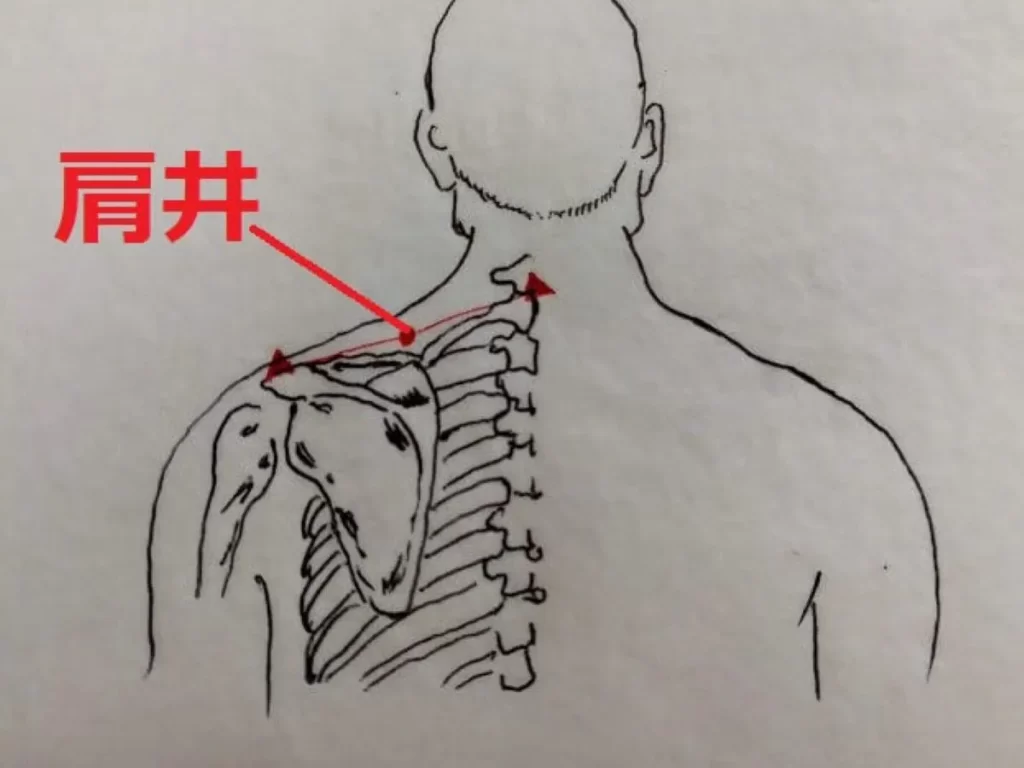 肩井（けんせい）のツボの位置を示した線画イラスト。肩峰から第七頸椎を結ぶ線の真ん中を左肩にマーク。
