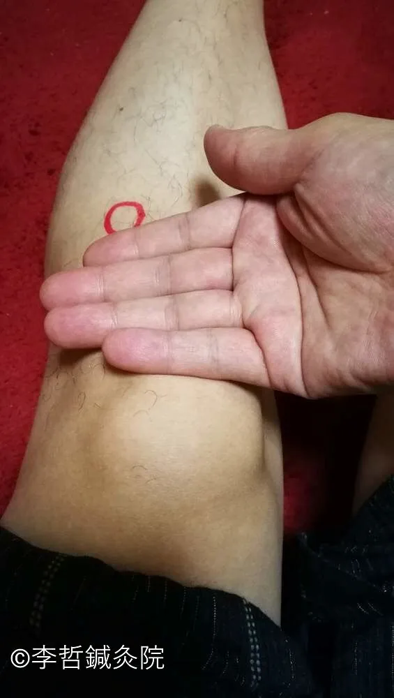 足三里ツボの位置を説明した画像。膝のお皿の下縁から指4本分下のすね外側に赤い丸でマーク。消化・疲労回復に効果的な万能ツボの場所。