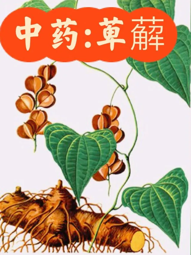 漢方生薬「萆薢（ひかい）」の全株イラスト（根・茎・葉）。中国語で「中药：萆薢」と書いてある。