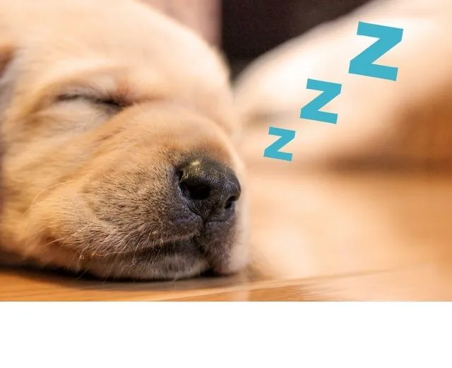 かわいい犬の鼻のクローズアップ画像。ZZZの文字が浮かび、疲れているのに眠れない不眠症から解放されたぐっすり快眠の様子をユーモラスに表現。