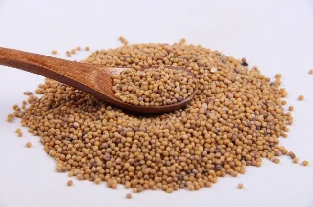 木のスプーンに盛られた白芥子（Sinapis alba）の種子。陽和湯に用いられる生薬で、なかなか治らない傷口の改善に役立つ