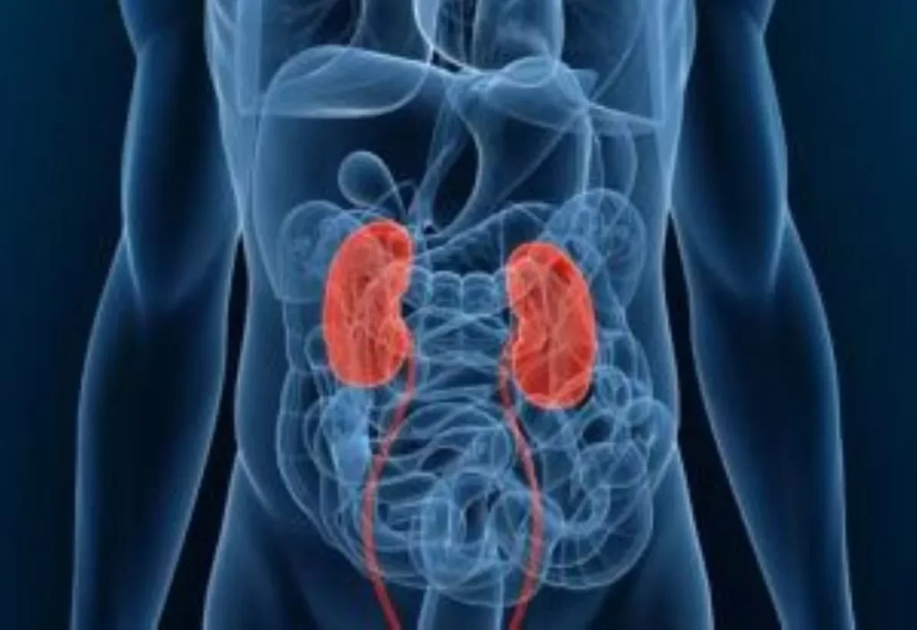 透視図で青い人体の内臓が見えるイラスト。腎臓が赤く強調され、腎虚証の影響範囲を示している。