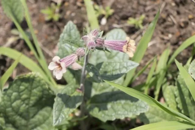 六味地黄丸・八味地黄丸の主薬、地黄の紫色の花