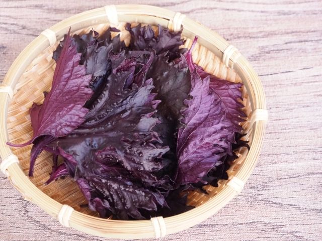 漢方薬に使用される紫蘇葉のクローズアップ
