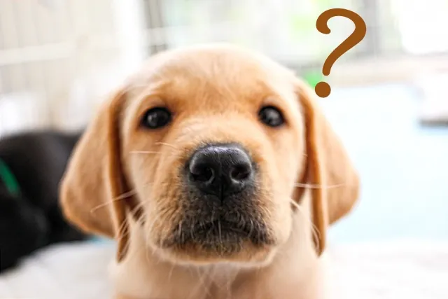 困惑した表情の犬にクエスチョンマーク「データ忘れました」の信じられない反応