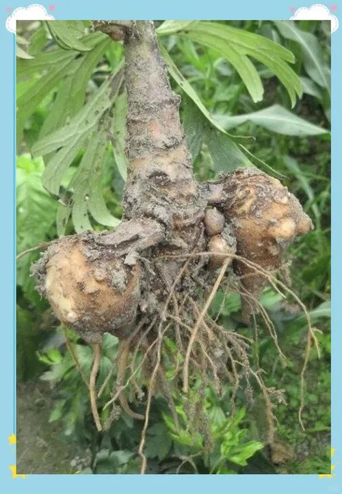 収穫直後の附子（生のトリカブト）の全株、土付きで根から葉まで