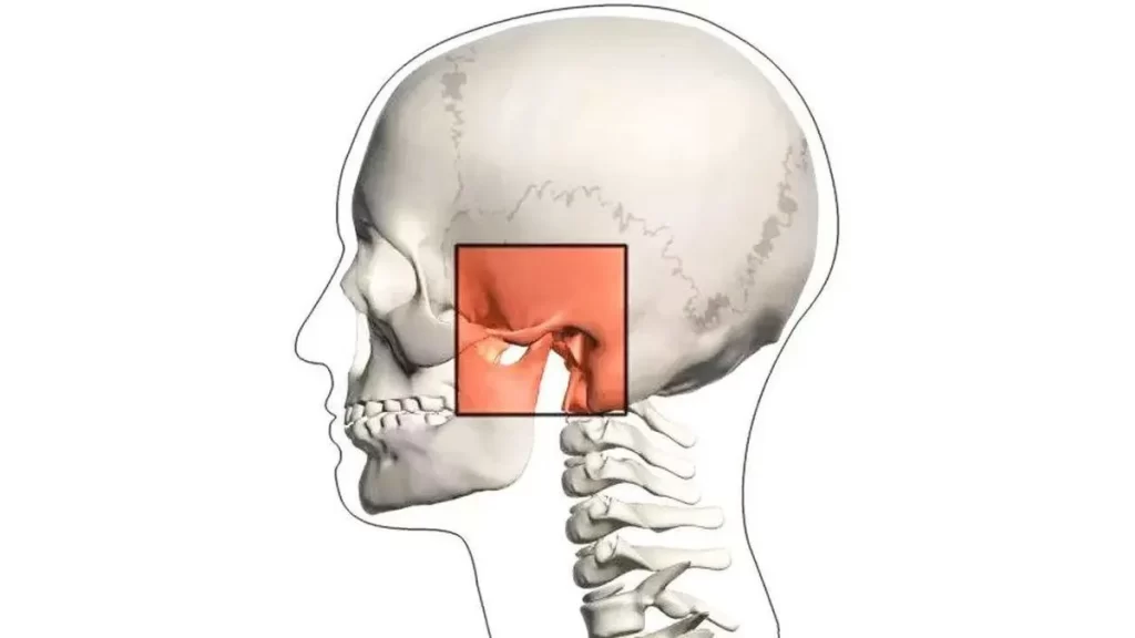 顎関節症の原因となる顎関節の位置（人体解剖図）
