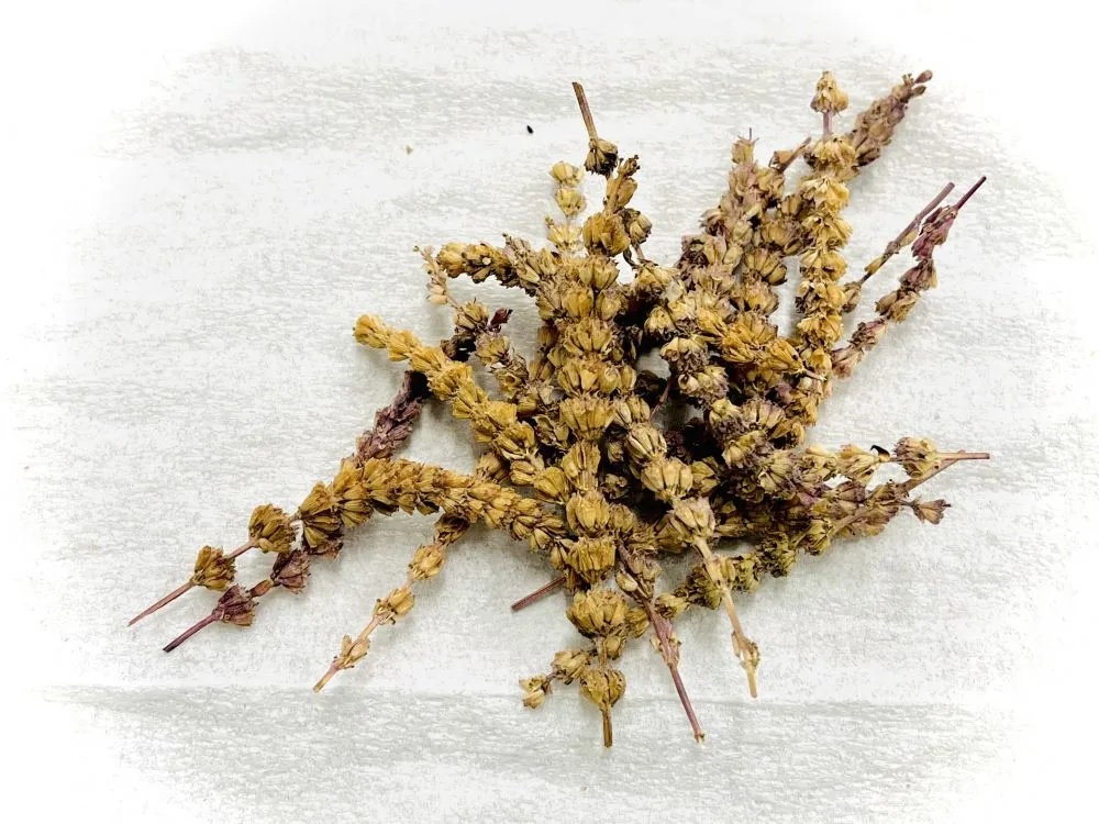 荊芥(キョウキ)の漢方薬画像。解熱・抗炎症・抗菌作用で感染症治療に活用。