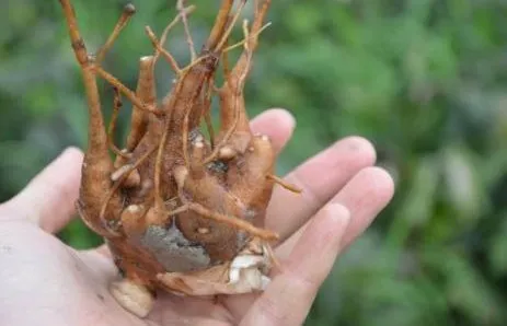 収穫したばかりの湿った附子（加工前のトリカブト根）を手のひらに乗せたクローズアップ画像。漢方薬の陽和湯に使用される生薬。