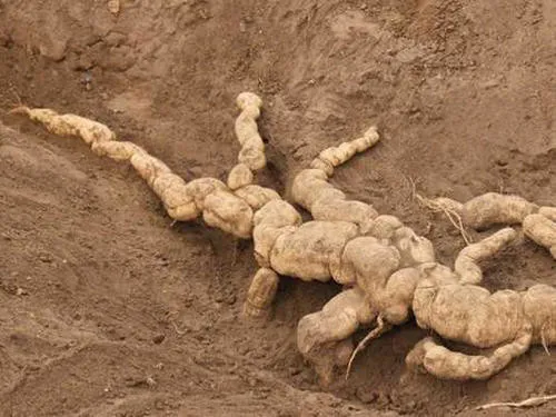 土から掘り出したばかりの新鮮な瓜窶根（漢方生薬）の写真