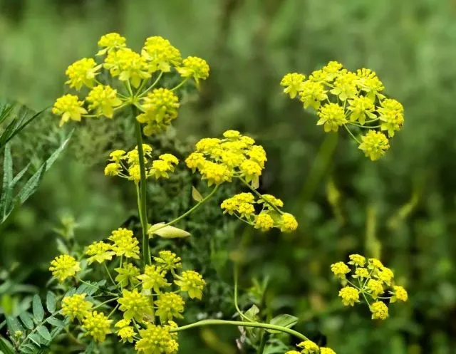 柴胡（さいこ）の黄色い花のクローズアップ。柴胡加竜骨牡蛎湯など高血圧・うつ症状に用いる漢方薬の主要生薬
