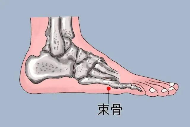 右足の束骨穴の位置を示したイラスト。小指側の骨とツボを赤丸で強調。