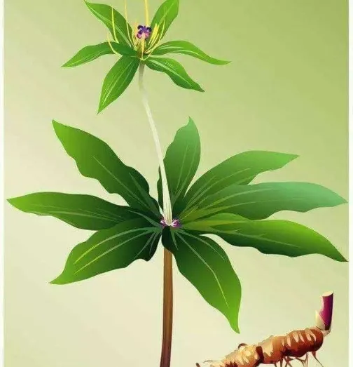 七葉一枝花の生薬写真。大きな緑色の葉が放射状に広がる植物で、解毒薬として使用される。