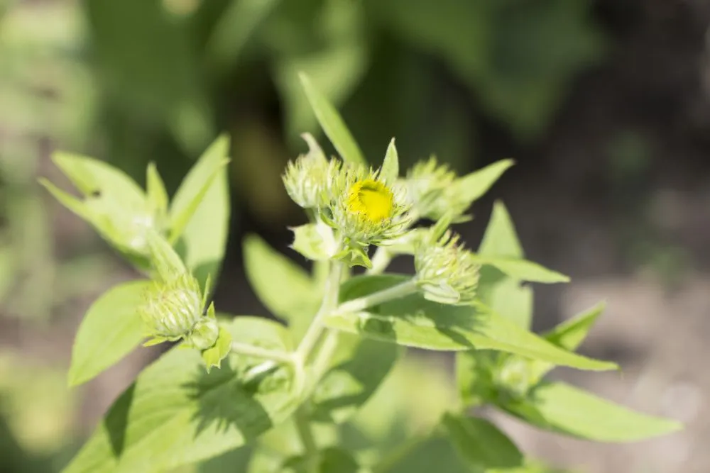 胃酸逆流治療に使われる漢方薬・旋覆花（せんぷくか）の黄色い花と緑の葉