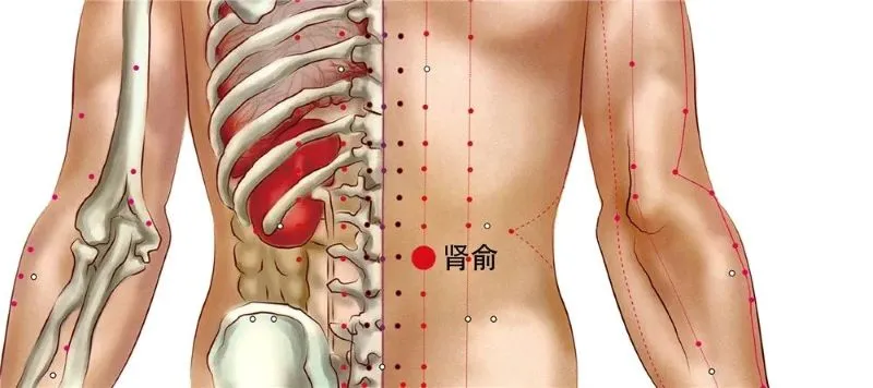人体の背面イラスト。左は骨と内臓が見える構造図、右は膀胱経のツボが赤い点で示され、腎兪（BL23）が大きな赤丸で強調されている。