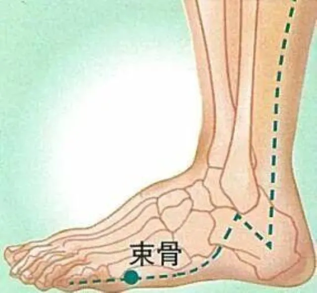 右足の骨格イラスト。足の外側にあるツボ「束骨（BL65）」が緑色の丸で示され、膀胱経が青い点線でつながっている図。