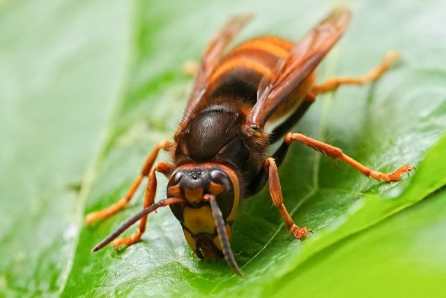スズメバチに刺されて顔がパンパン腫れたのは鍼で翌日ほぼ治り、胃が辛くて食べられないのは3日の漢方薬で治った。