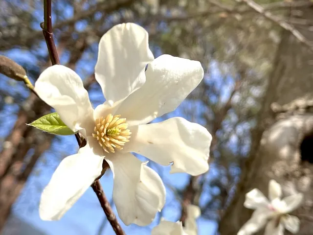 処方に入った辛夷（コブシ）の花