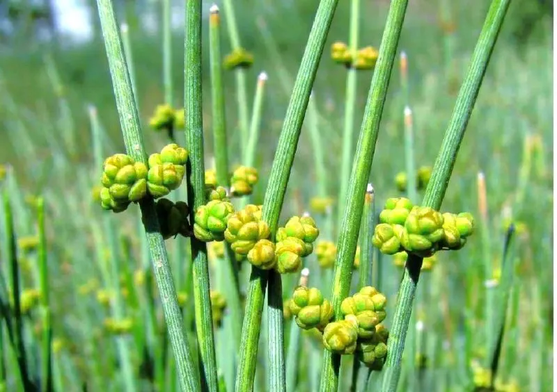 黄緑色の枝に咲く黄色い麻黄の花のクローズアップ