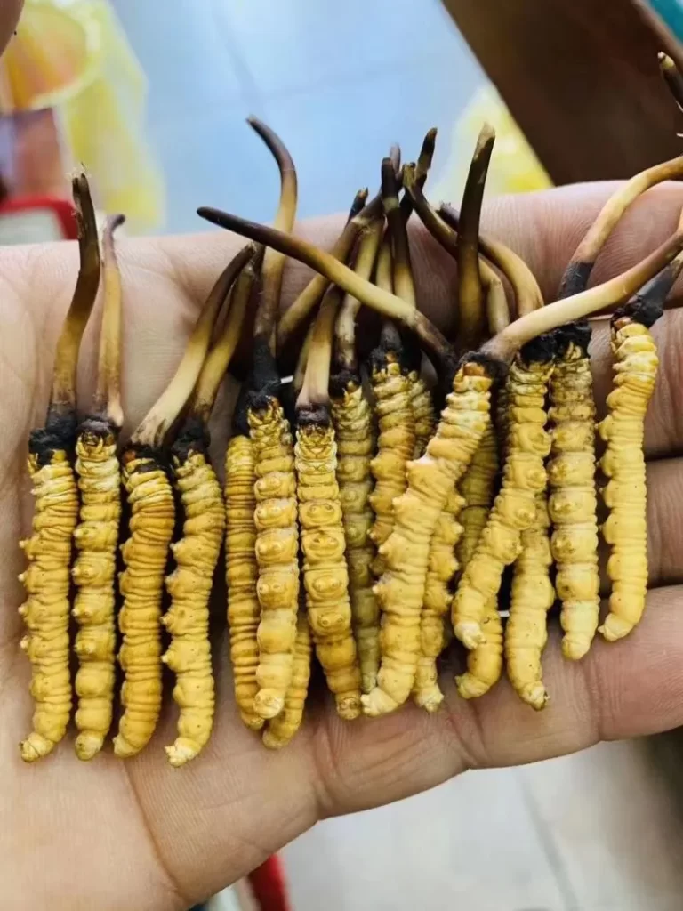 手のひらに並べられた多数の黄色い冬虫夏草の写真