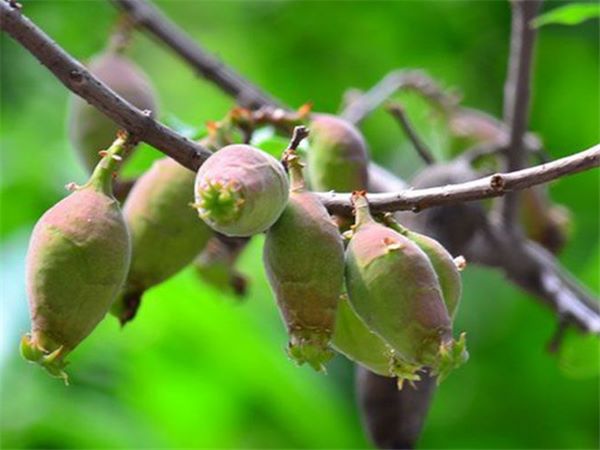 宇宙最強の下剤、巴豆（はず）。