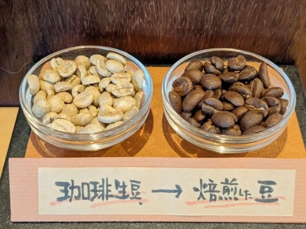 生のコーヒー豆（左）と焙煎したコーヒー豆（右）の比較、鮮度による変質を示す