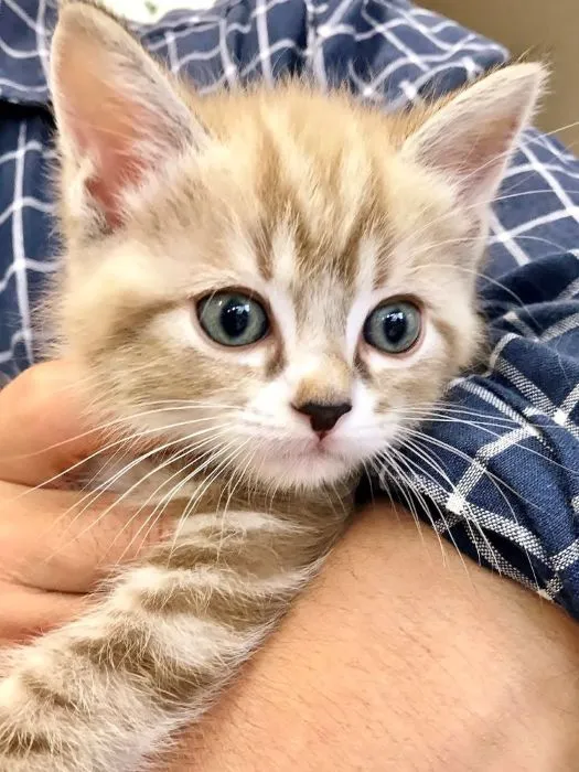 チェック柄のシャツを着た男性の腕に囲まれた可愛い猫の顔のクローズアップ。猫の目が好奇心いっぱいに見つめている。