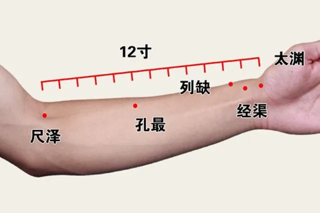 前腕の肺経ツボを図示したイラスト。尺沢（しゃくたく）、孔最（こうさい）、列缺（れっけつ）、経渠（けいきょ）、太淵（たいえん）を赤丸と中国語名で標記、尺沢から太淵までを12寸として寸法表示