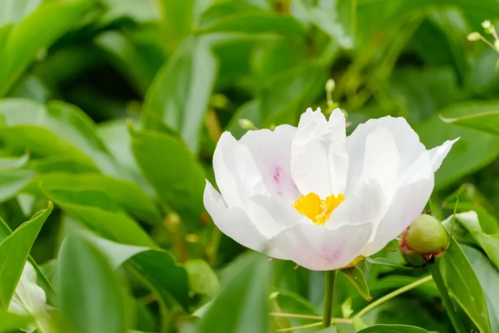 白芍（しゃくやく）の原料となる白い芍薬の花。緑の葉の中に1本だけ咲いた清楚な花の写真。大青竜湯・四逆散の両方に配合される重要な生薬