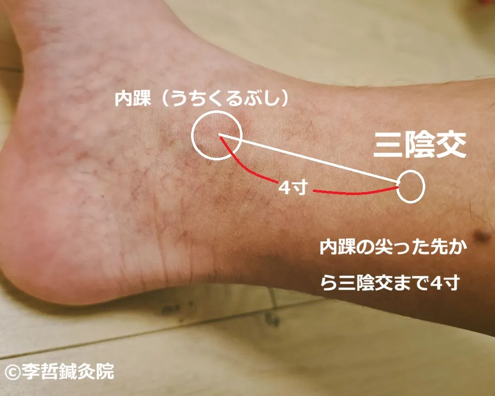 内踝と三陰交を白い丸で示し、赤い線で4寸の距離を表示した足の内側のツボ位置図。