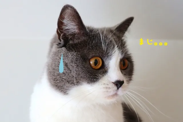 大きく目を見開いて青い汗を流す驚いた猫のイラスト。黄色い文字で「まじ…」と書かれた日本の反応ミーム