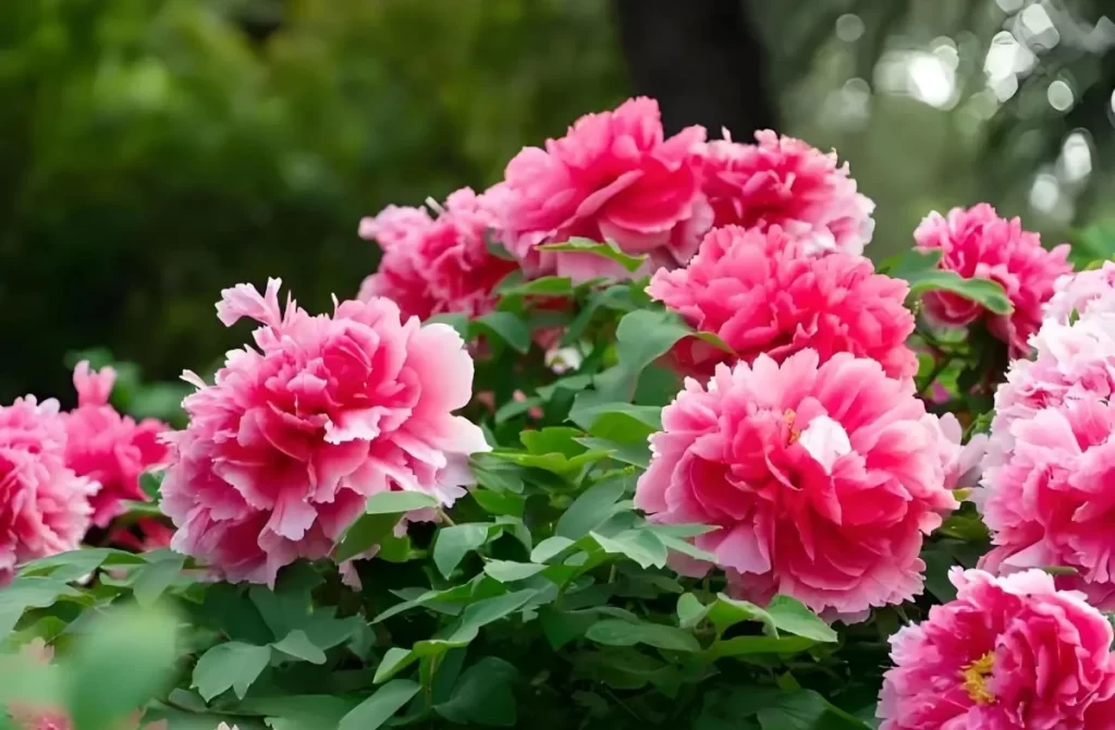 漢方薬「牡丹皮」の原料となる鮮やかなピンク色の牡丹の花